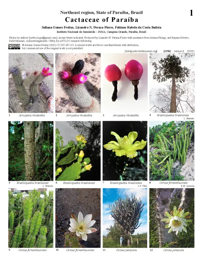 1356_brazil_cactaceae_of_paraiba.pdf
