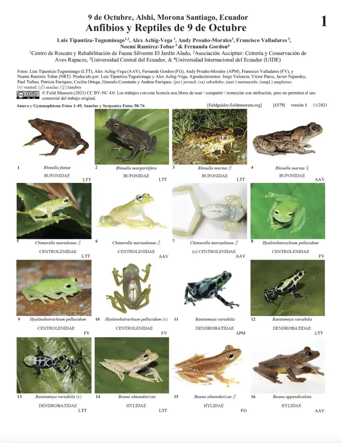 1375_ecuador_alshimoronasantiago_anfibios_y_reptiles.pdf