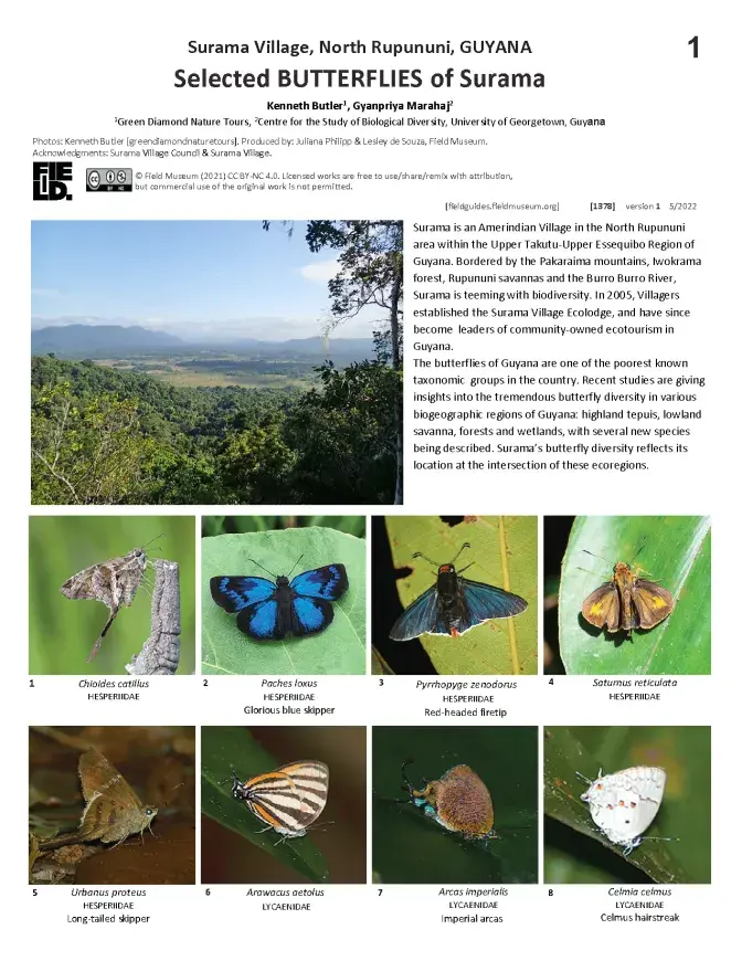 1378_guyana_butterflies_of_surama.pdf