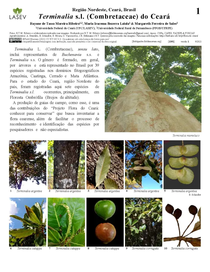 1391_brazil_combretaceae_do_ceara_pt.pdf 