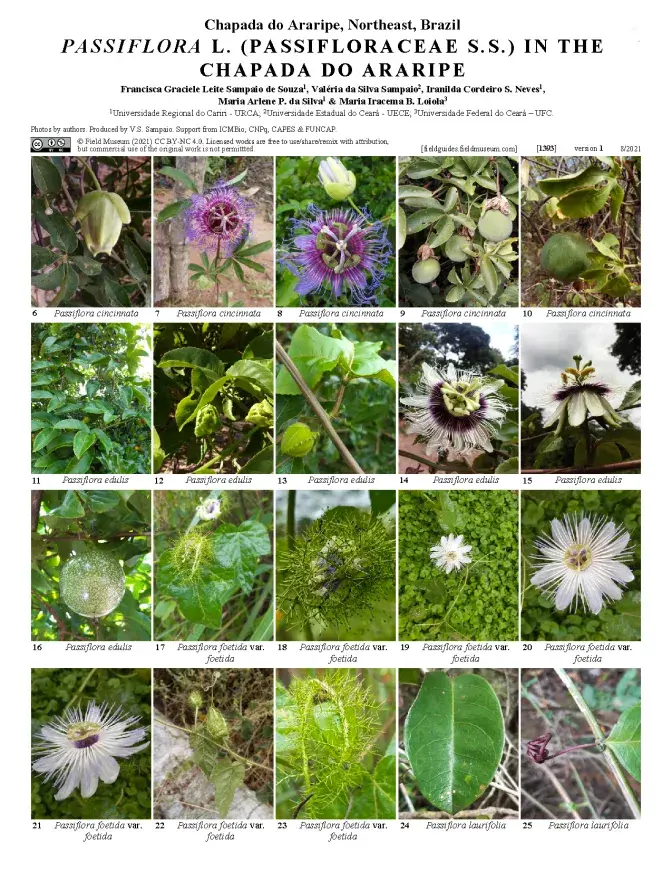 1393_brazil_passiflora_da_chapada_do_araripe_en.pdf 