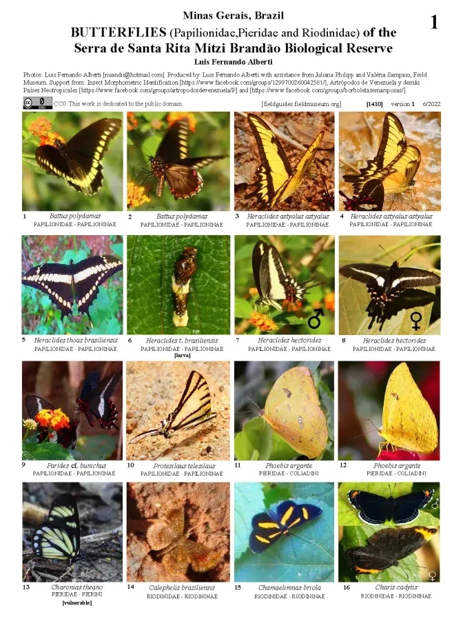 1410_brazil_butterflies_of_santa_rita_mitzi_brandao_biological_reserve.pdf