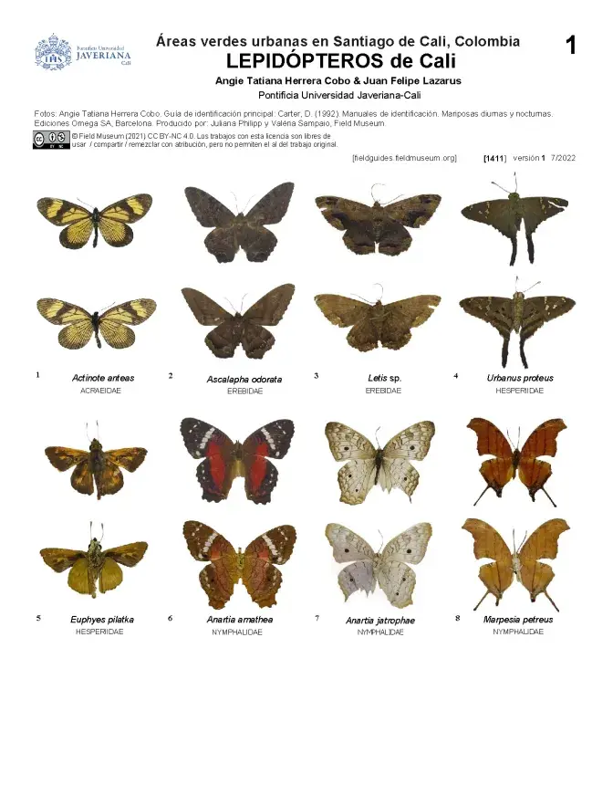 1411_colombia_lepidopteros_of_cali.pdf