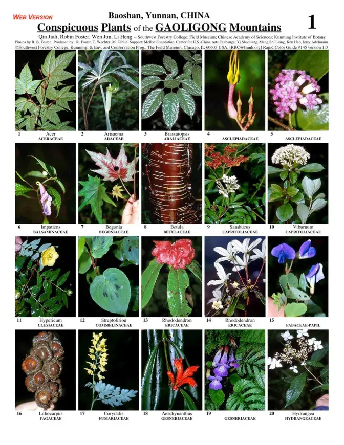Yunnan - Conspicuous Plants of the Gaoligong Mountains | Field Guides