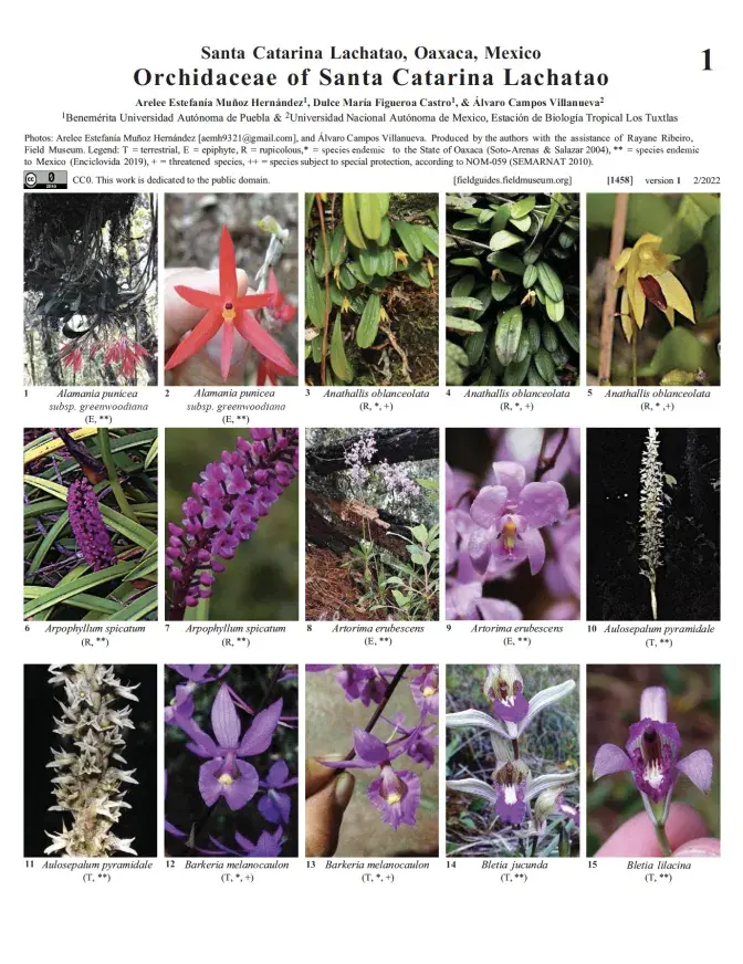 1458_mexico_orchidaceae_of_santa_catarina_lachatao.pdf
