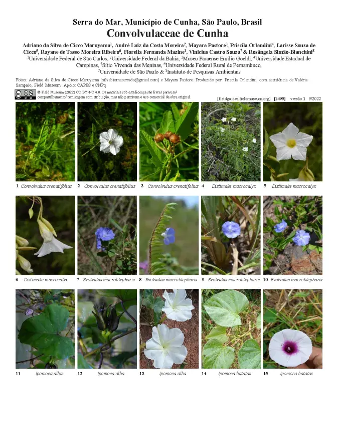 1495_brazil_convolvulaceae_of_cunha.pdf