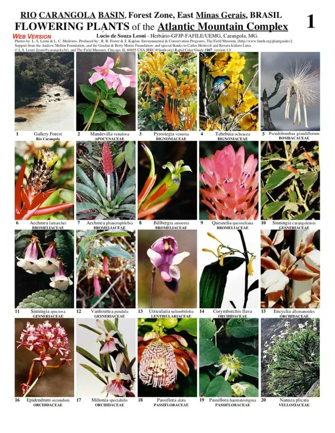 Minas Gerais -- Atlantic Forest - Flowering Plants 