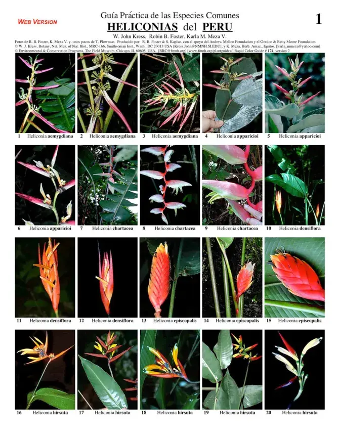 Heliconias of Peru - common species