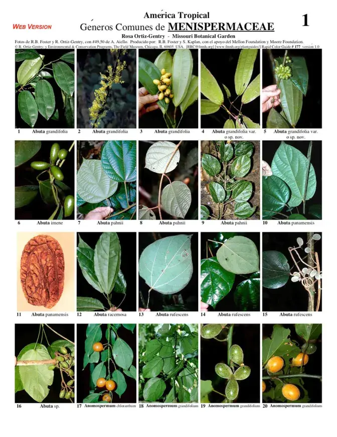 Common Genera of Menispermaceae