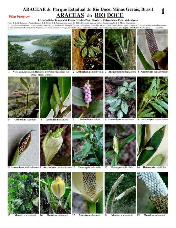 Minas Gerais -- Rio Doce State Park - Araceae