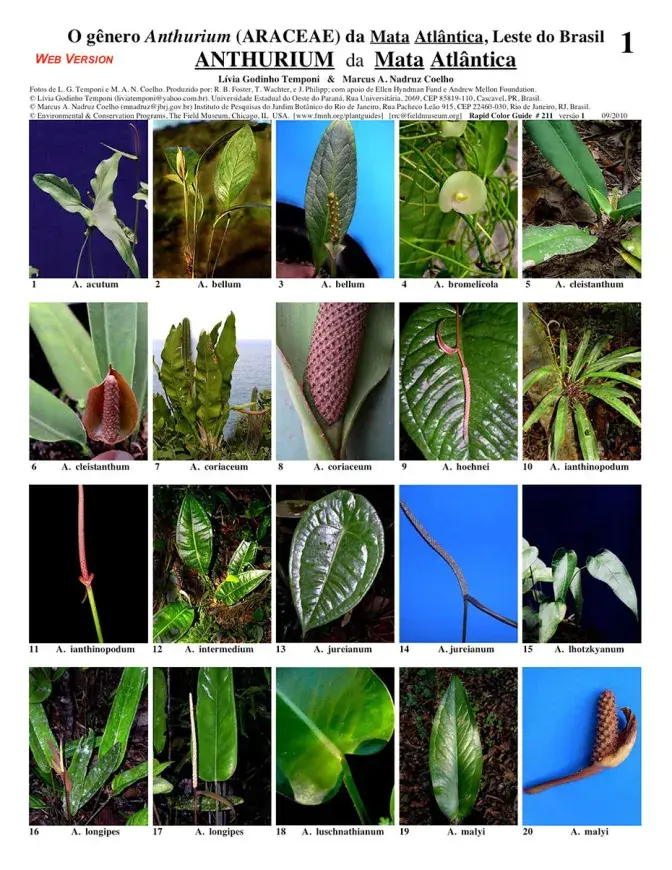 Mata Atlântica -- Anthurium (Araceae)