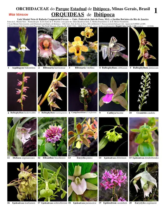 Minas Gerais -- Ibitipoca Orchidaceae