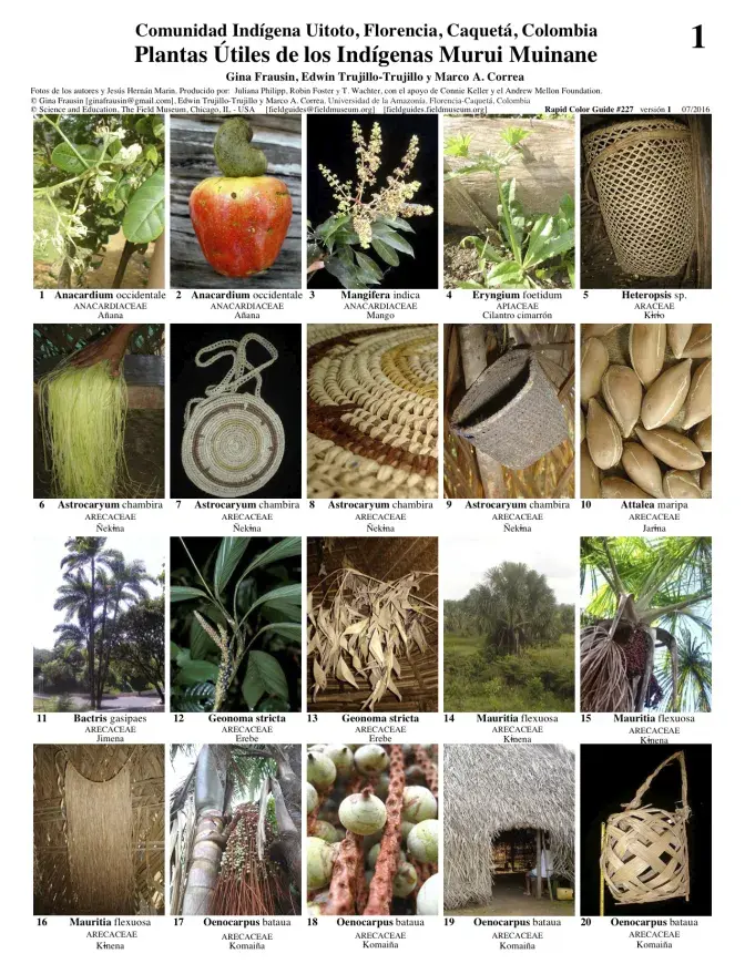 Caquetá - Useful Plants of the Indigenous Murui Muinane | Field Guides