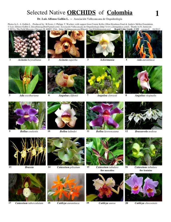 Orchids - Selected Colombian