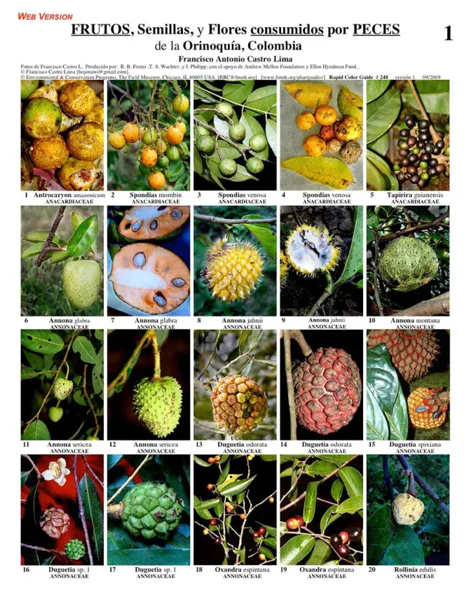 Orinoquía -- Fruits, seeds, flowers consumed by Fish