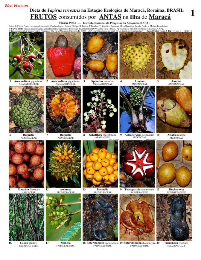 Roraima -- Frutos consumidos por Antas na Ilha de Maracá