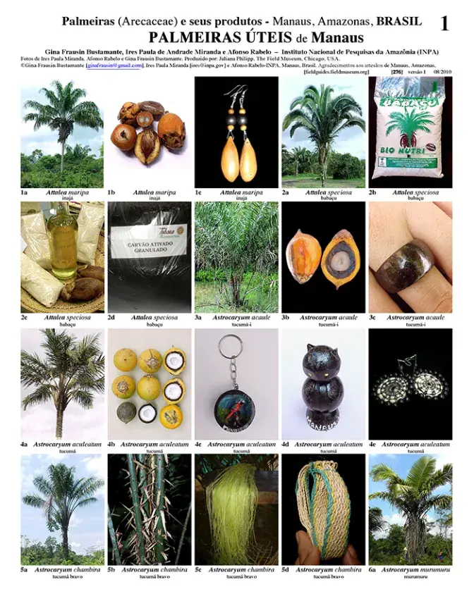 Amazonas -- Manaus Useful Palms | Field Guides