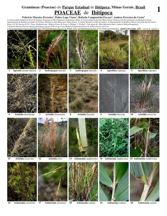 Minas Gerais -- Ibitipoca Poaceae