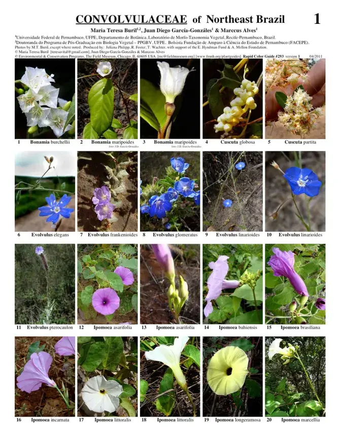 Northeast Brasil -- Convolvulaceae