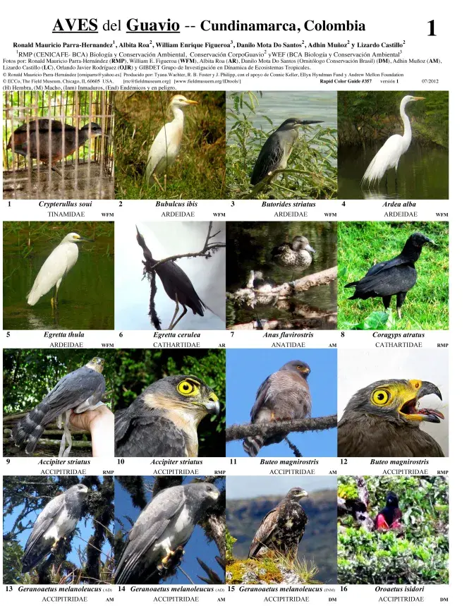 Cundinamarca -- Aves del Guavio