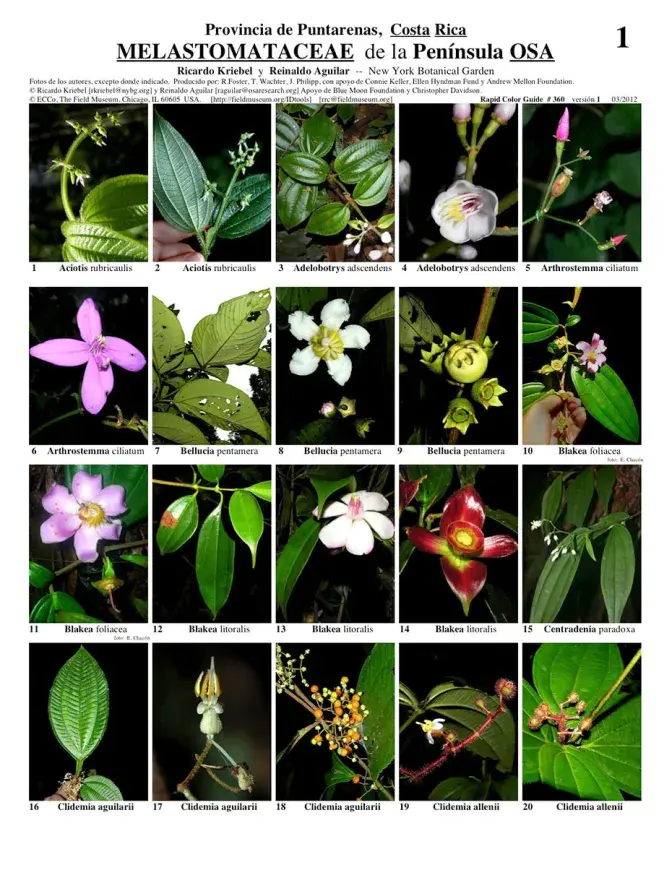 Puntarenas -- Melastomataceae da Peninsula de OSA