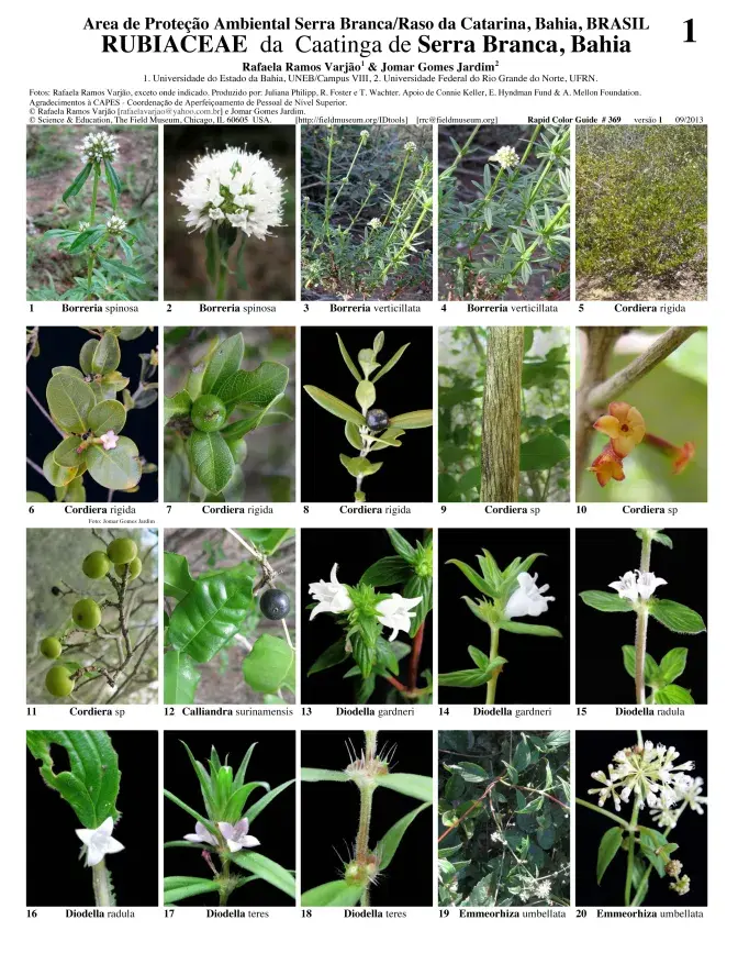 369_brazil_rubiaceae_da_serra_branca_bahia.pdf 