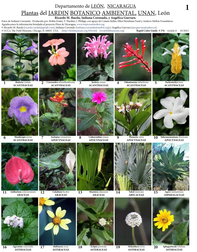 El Jardín Botánico publica láminas con especies de plantas del