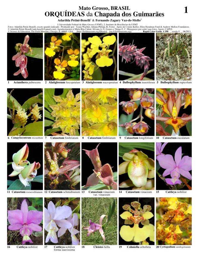 Mato Grosso -- Orchidaceae of Chapada dos Guimarães
