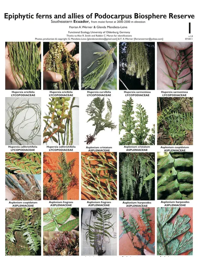 Epiphytic ferns and allies of Podocarpus Biosphere Reserve
