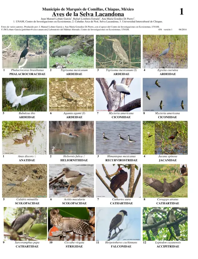 Chiapas -- Selva Lacandona Birds