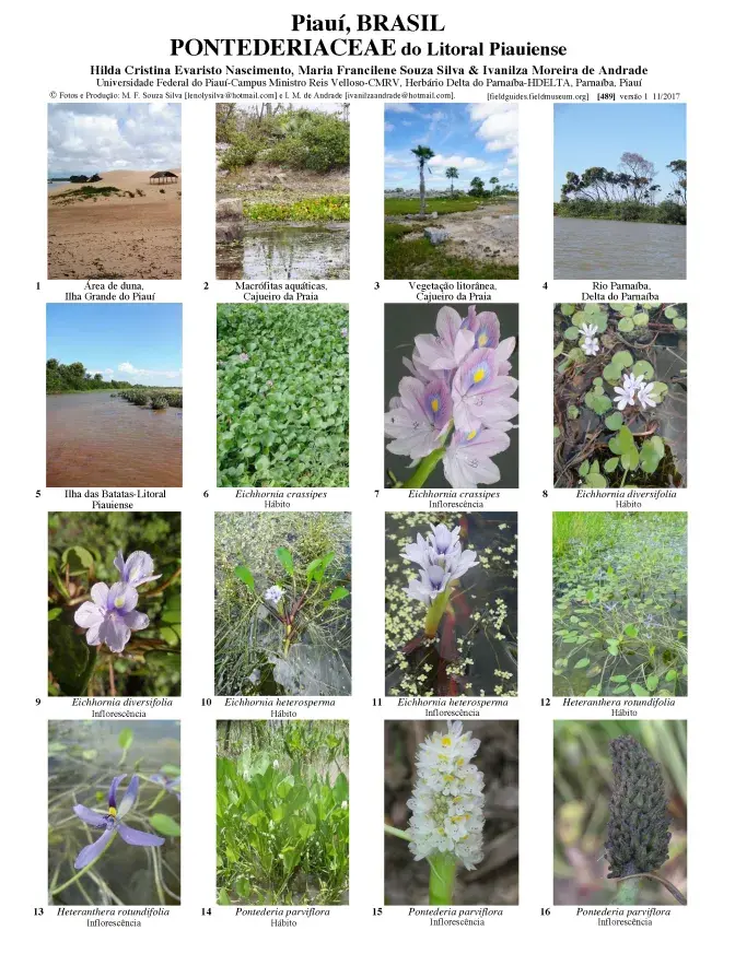 489_brazil_pontederiaceae_do_litoral_piauiense.pdf 