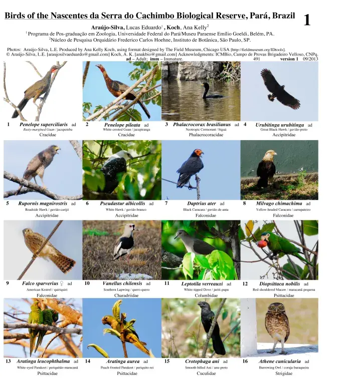 Pará -- Aves de la Estación Biológica da Serra do Cachimbo