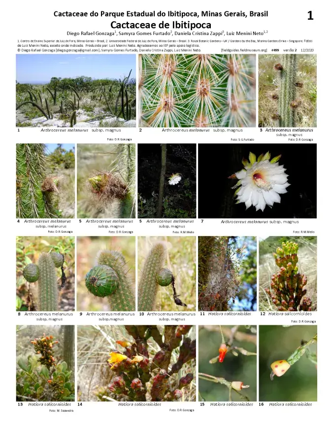 499_brazil_cactaceae_of_ibitipoca.pdf 