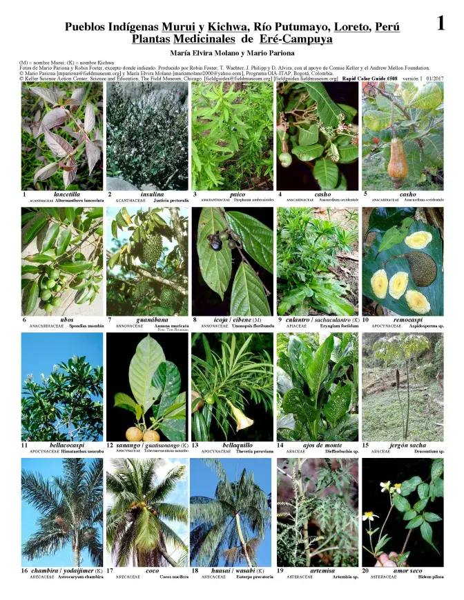 508_peru_plantas_medicinales_de_ere_campuya.pdf