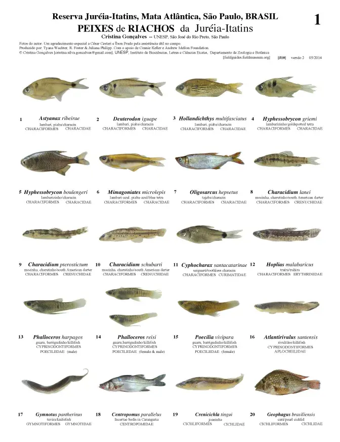 510_brazil_fishes_of_jureia-itatins_reserve.pdf 