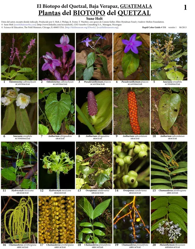 Plants of Biotopo del Quetzal 