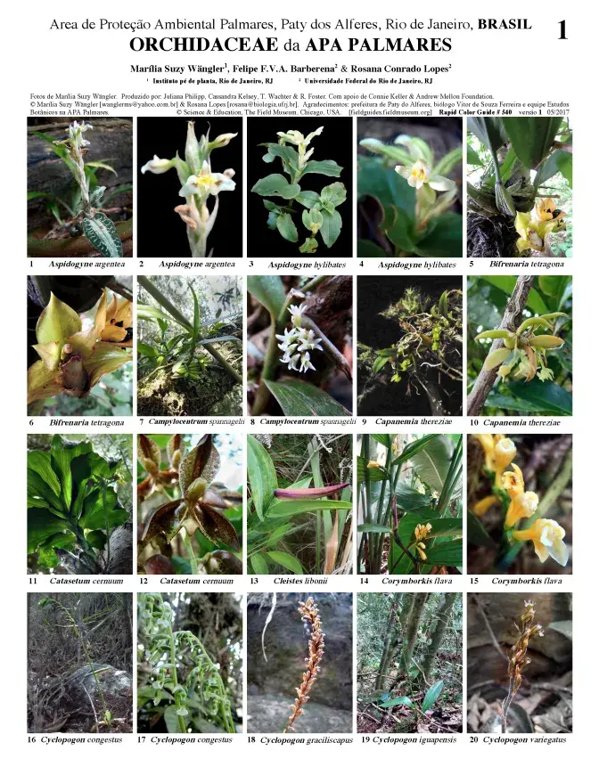 540_brasil_orchids_apa_palmares.pdf