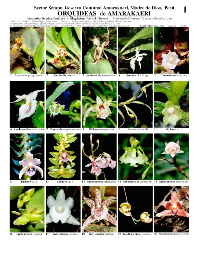Orchids of Amarakaeri 