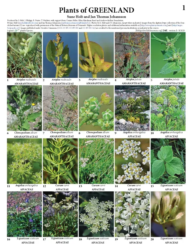 548_plants_of_greenland_version_3.pdf
