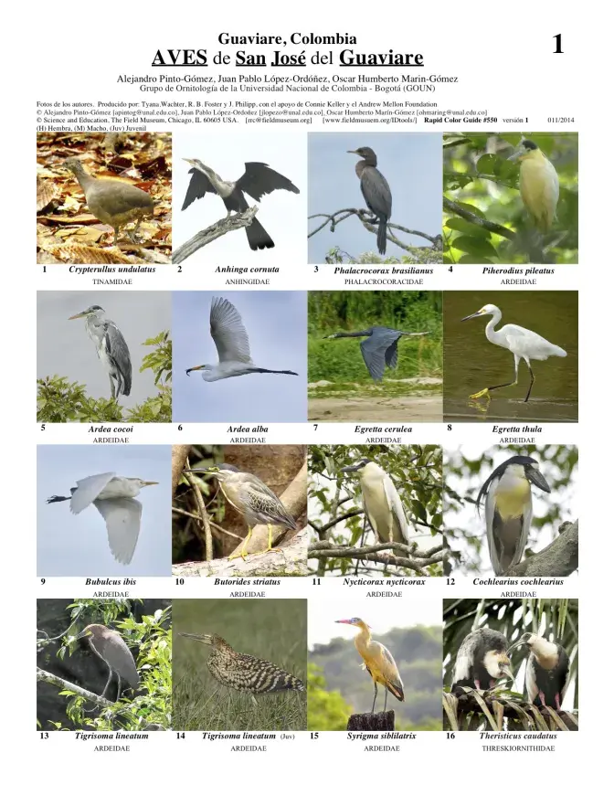 Guaviare - Birds of San José del Guaviare