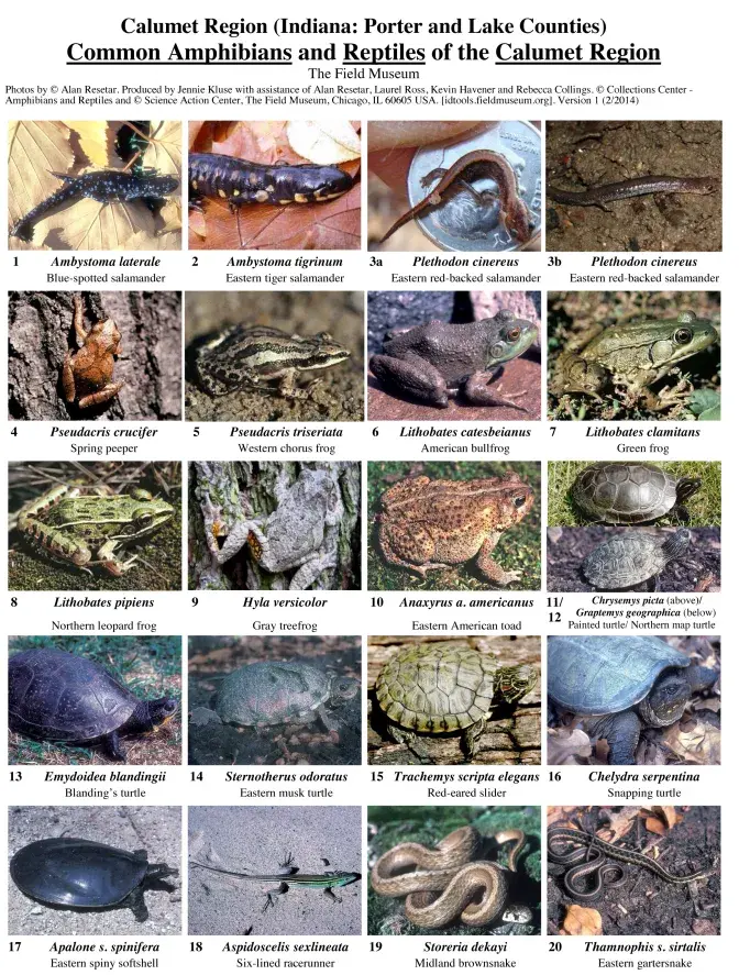 Indiana -- Common Amphibians and Reptiles of Lake and Porter Counties