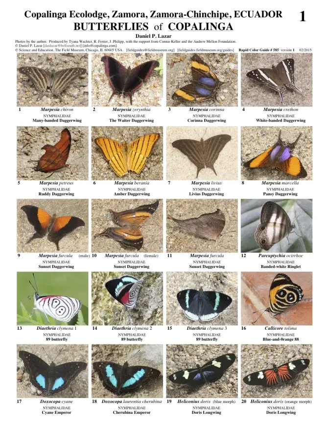 Zamora-Chinchipe -- Copalinga Ecolodge - Butterflies