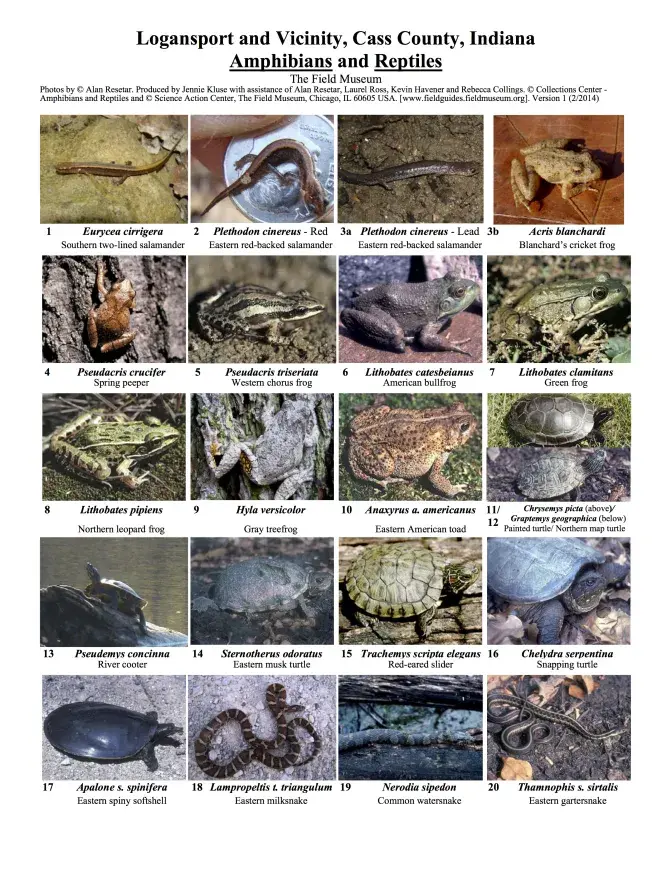 Indiana - Amphibians and Reptiles of Logansport and Vicinity, Cass County 