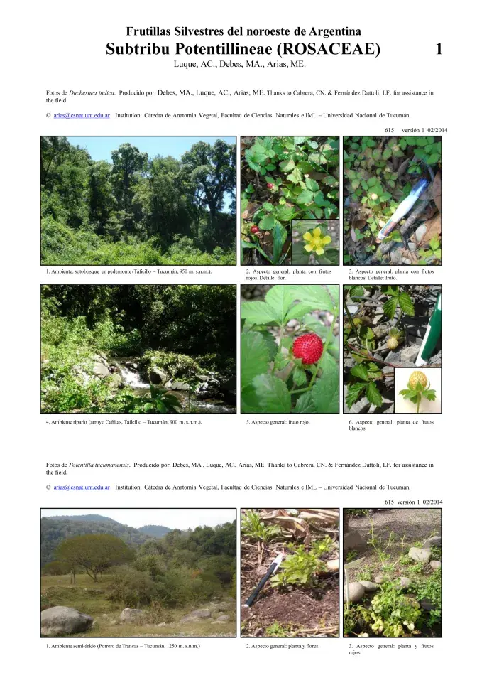 Frutillas Silvestres del noroeste de Argentina - Subtribu Potentillineae 