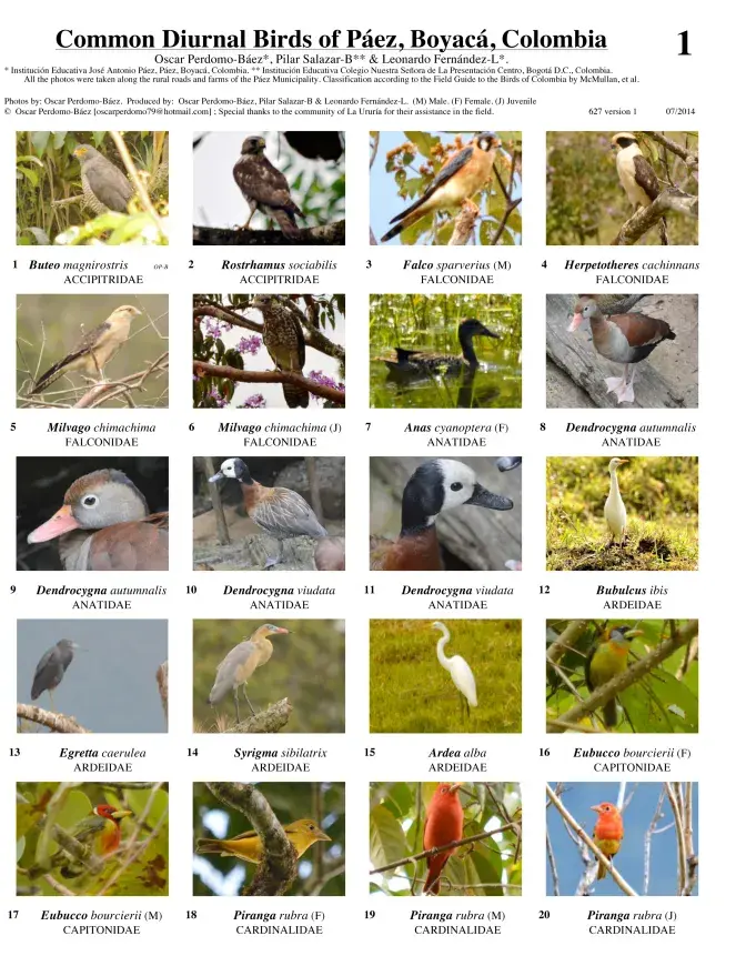 Boyacá -- Birds, Common Diurnal