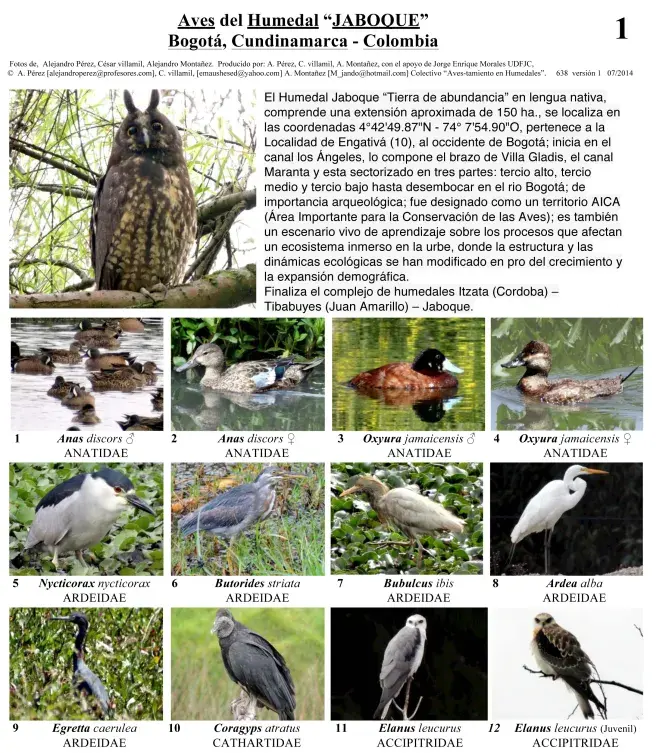 Cundinamarca -- Aves del Humedal Jaboque