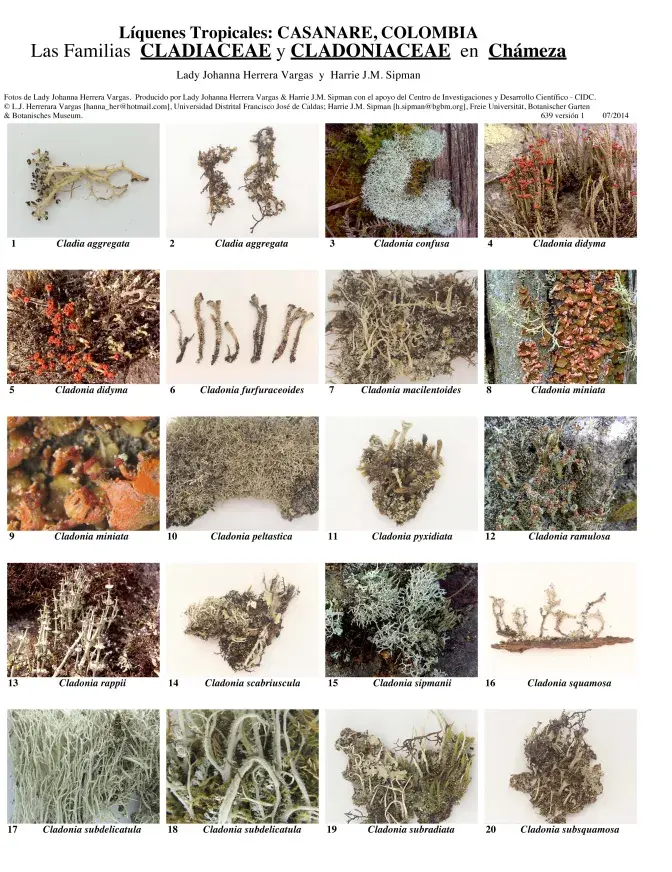 Casanare -- Chámeza - Cladiaceae & Cladoniaceae