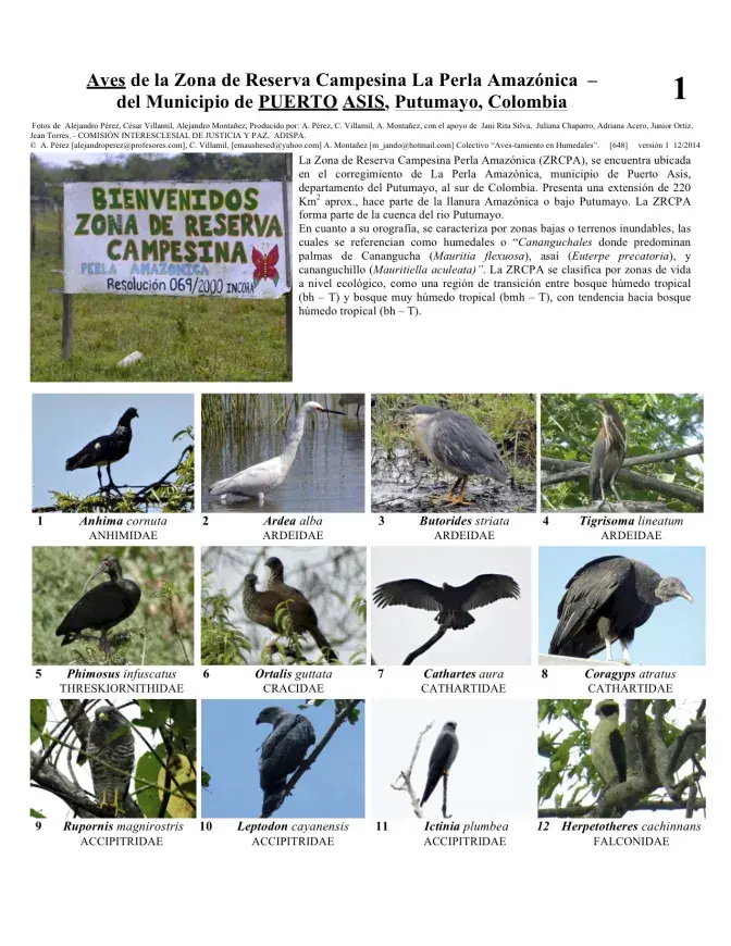 Putumayo -- Birds of Puerto Asis
