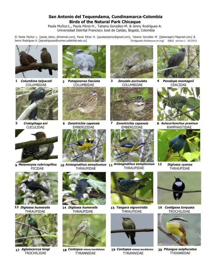 Cundinamarca -- Aves del Parque Natural Chicaque