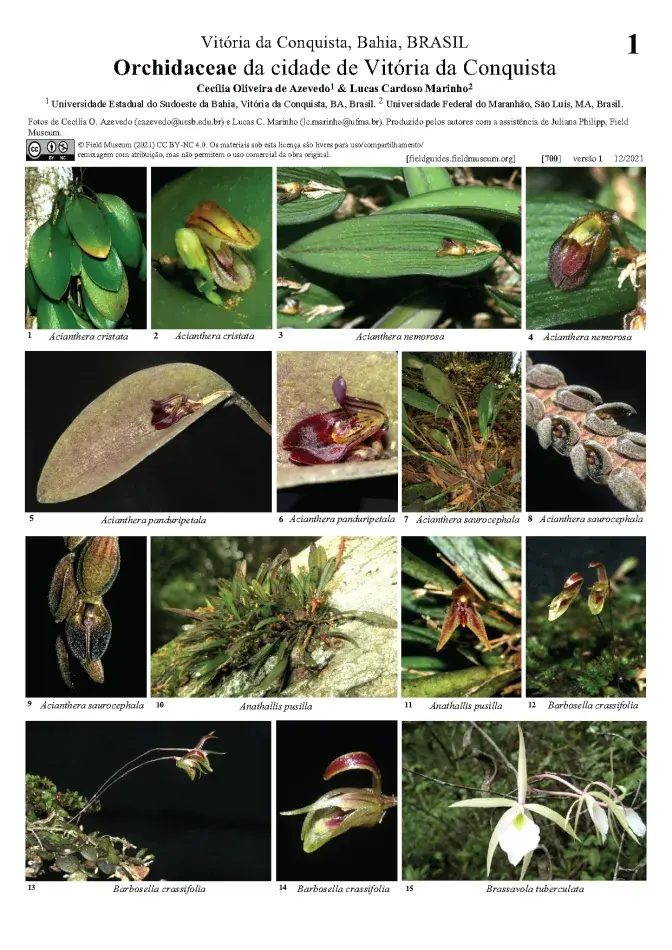 700_orchidaceae_de_vitoria_da_conquista.pdf 